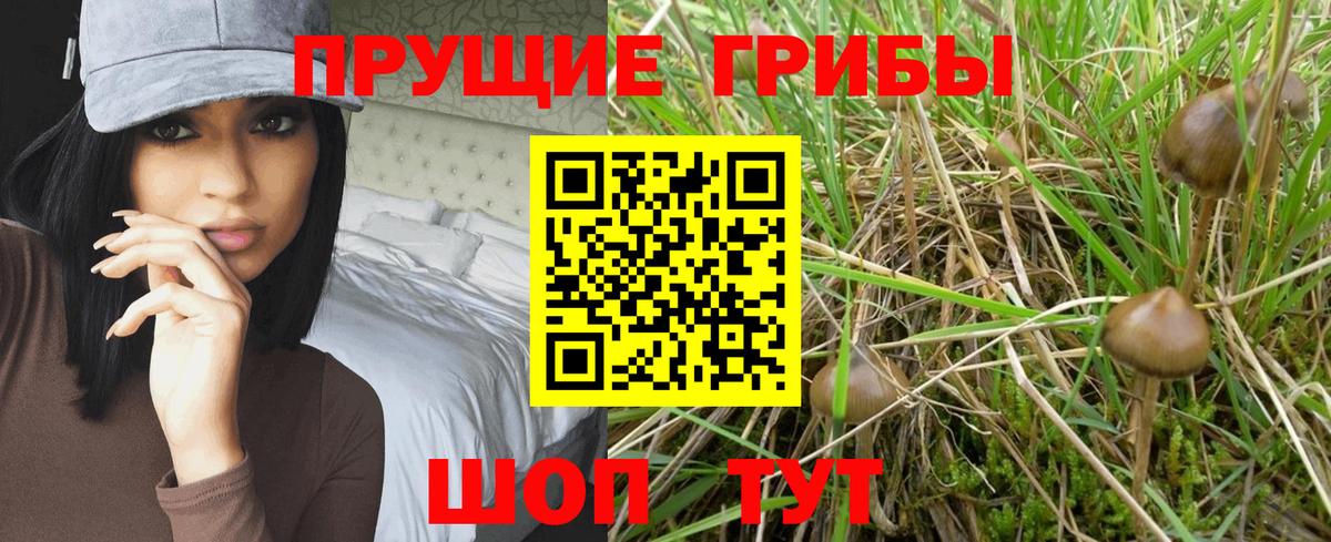 Михайловка  Галлюциногенные грибы Psilocybe  Вход с VPN 