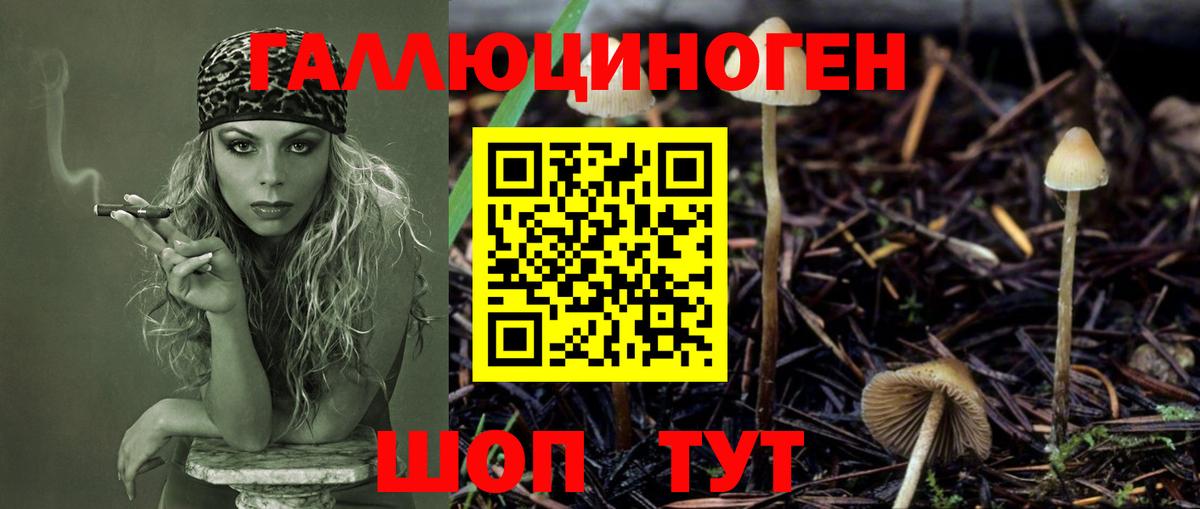 Псилоцибиновые грибы Psilocybine cubensis Михайловка